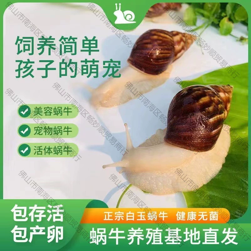 Улитка оптом, студенческий декоративный эксперимент, большой ларек, белый нефрит, разведение домашних животных, живые