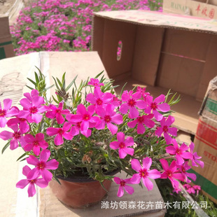 Shibazakura, Clump-Forming Phlox, Perennial Cold-Resistant Florals, Shibazakura, Multi-Color Park Garden Green Belt Ground Cover