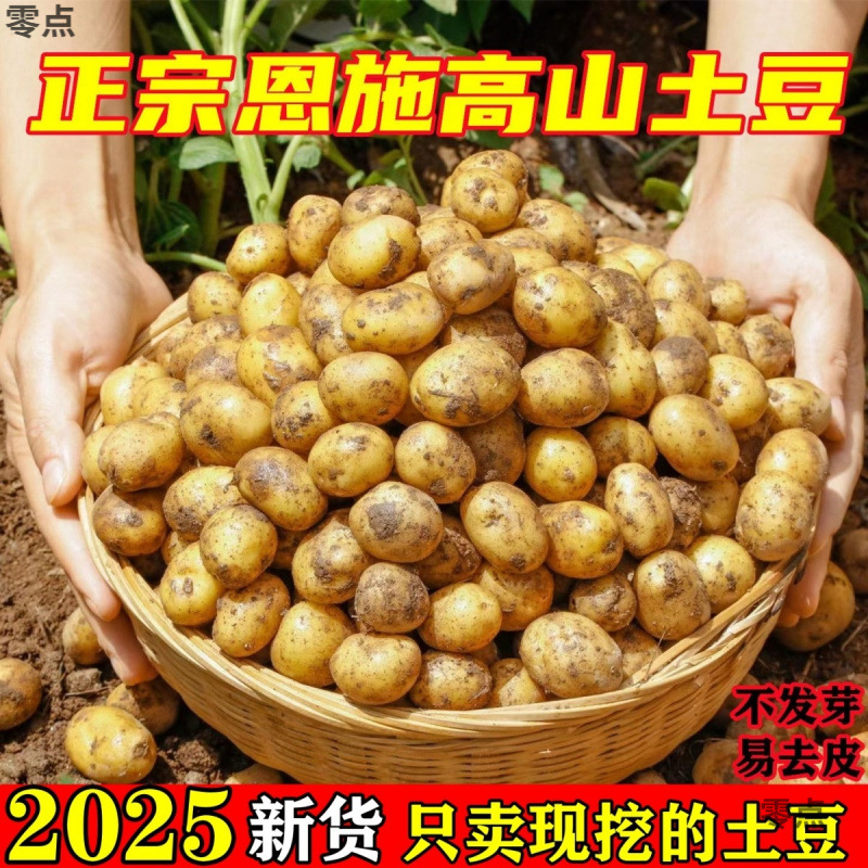 正宗恩施富硒黄心小土豆新鲜迷你高山现挖马尔科小个土豆马铃薯