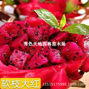 Dragon Fruit Seedlings, Fruit Trees, Red Hearts, Extra Large Four-Season Potted Plants, Jindu No. 1 Guihonglong, Soft Branches, Bright Red, High Yield