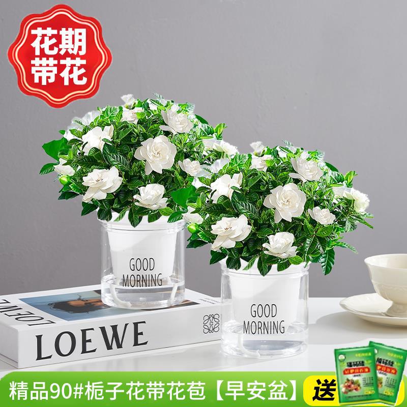 [2개 세면대 특별 제공] 부티크 90#치자나무 개화기(굿모닝 화분)에 영양액을 주입