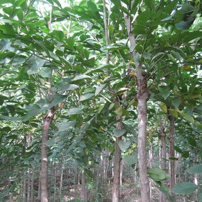 林木种子榆树种子白榆种子家榆榆钱树种子金叶榆榔榆-阿里巴巴