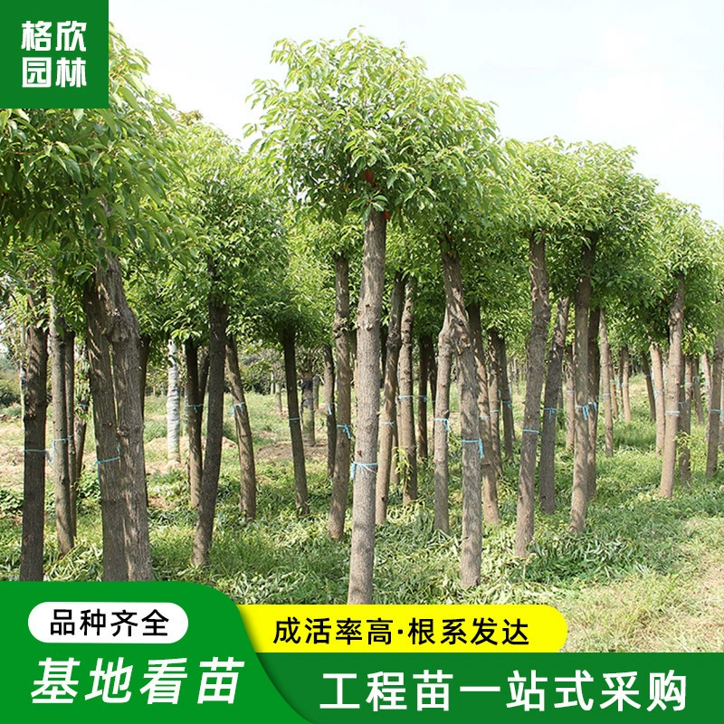 Камфора саженцы оптом зеленые деревья Ландшафтные декоративные растения полные спецификации привитые камфоры саженцы