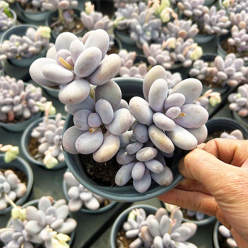 에그뷰티 올드파일 9cm+