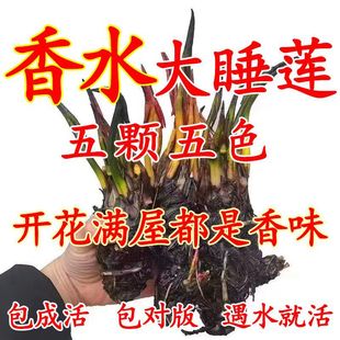 ��ˮ˯ɏ���~��˯ɏ���K�������ļ�����ˮ��ֲ��ͥԺ��С˯ɏ����