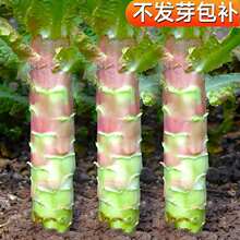 ��z�t�n�S�N�ӼtƤ�n�S�N���r����@�˵ش����ļ��׷Nֲ�߲˷N��