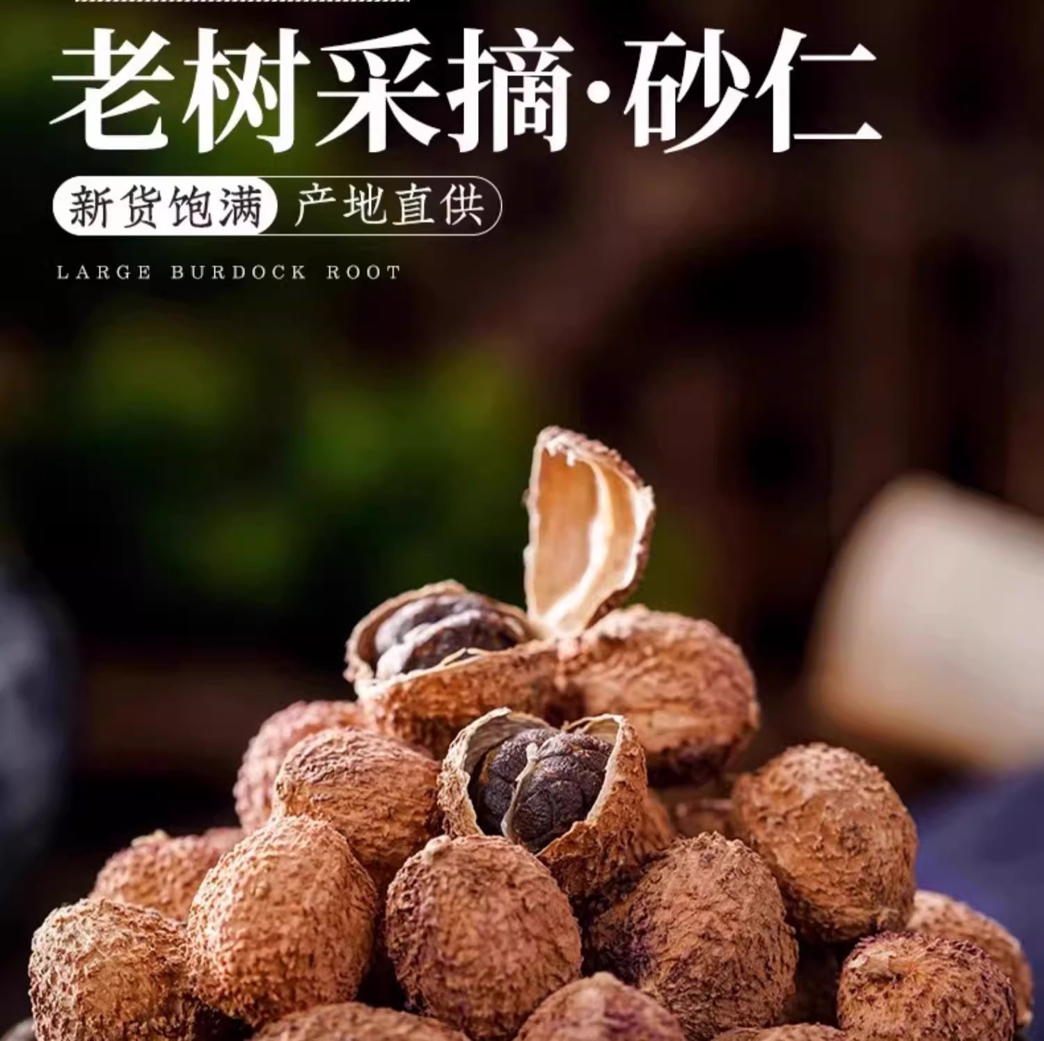 Yangchun Amomum Fruit Sha Ren 500g Dried Tcm Herb for Soup and Stomach Wellness overview