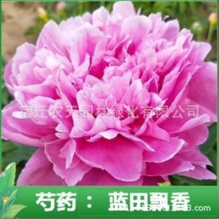 Root Block Florals All Year Round Courtyard Balcony with Buds Strong Fragrance Cold-Resistant Flower Plant Potted Perennial Peony Flower Seedlings Double Petals