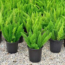 狐尾天门冬盆栽植物庭院阳台常青绿植大全狐尾草四季花卉室内好养