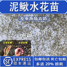本地泥鳅水花台湾泥鳅水花苗圆头青鳅鱼苗金鳅水花苗快大品种