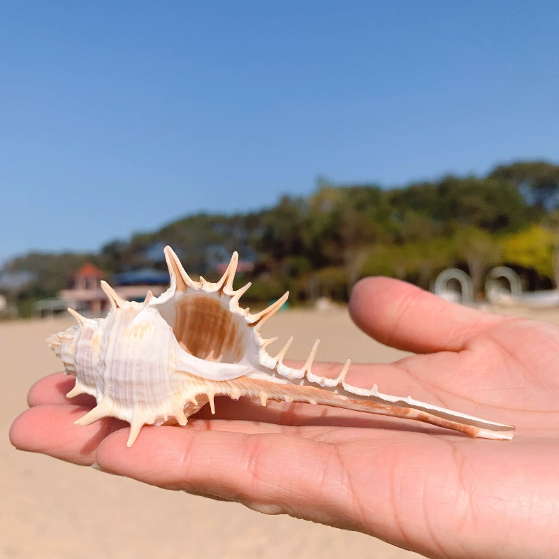 Witch bone snails natural conch shell threading snail bone snail shooting props floor fish tank decoration decoration