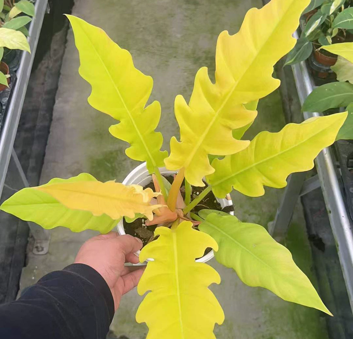 [Базовые прямые поставки] Лиственные растения Цветы Домашние зеленые бархатные растения в горшке 1 галлон Золотое кольцо огня