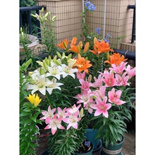 �M����ˮ�ٺϷN���ļ��_�����Ի����҃���ͥԺ�Gֲ�m�ϑ����B�Ļ�