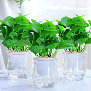 �G�}�����҃�ֲ�ﻨ�ܾGֲˮ���L�ٴ������~�G�j�·���������