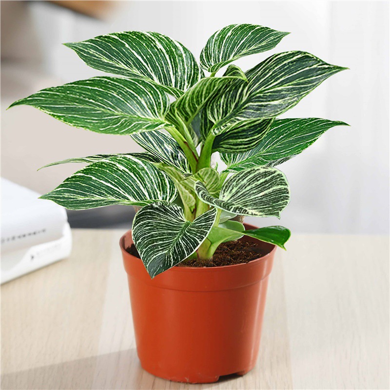 플래티넘 골드 드릴 30cm 높이 싱글 심플 분지 + 영양 용액