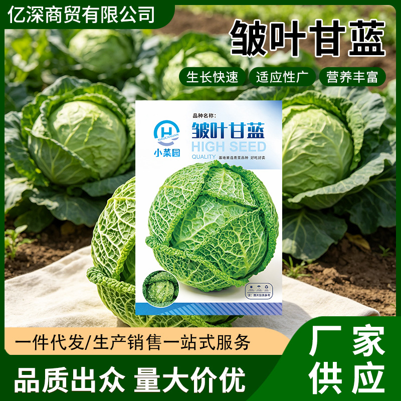 皱叶甘蓝种子卷心皱叶包菜种籽农家菜园秋冬播种脆嫩蔬菜种子批发