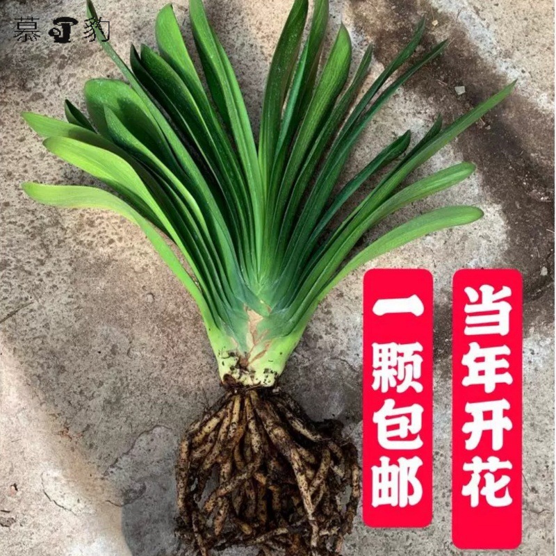 君子兰短叶国兰麻脸立板君子兰当年开花上箭绿植花卉盆栽包邮