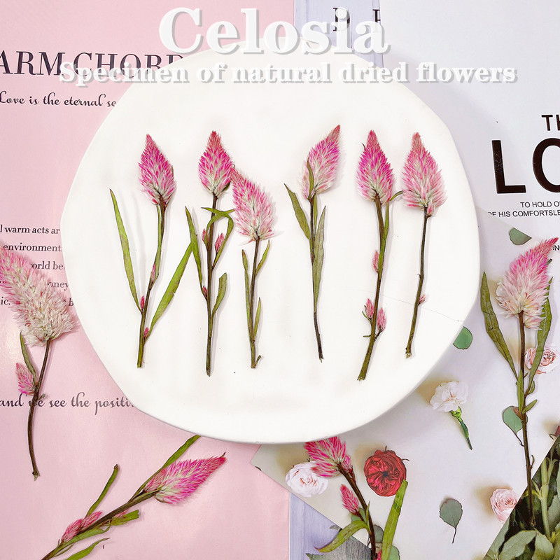 Cockscomb dried embossed plant specimen teaching children DIY handmade photo frame aromatherapy candle greeting card gift box packaging