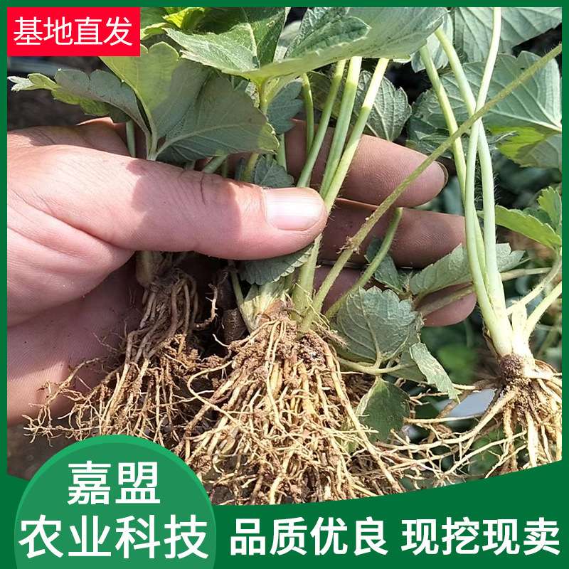 草莓苗基地批发 量大包邮草莓秧 适宜南北方种植成活率高草莓苗