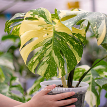 浇浇植物日本黄锦龟背竹荷兰洒金Monstera deliciosa原种进口热植