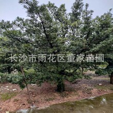 批发18-20公分罗汉松 供应罗汉松树 大量供应原生毛胚罗汉松树