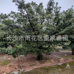 ���l18-20�����_�h�� �����_�h�ɘ� ��������ԭ��ë���_�h�ɘ�