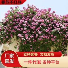һ�����l1.5���Nޱ�����ٱ��¼��ش󻨝�������ֲ��ͥԺ�̨�ļ�
