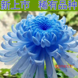 大菊花苗棵四季开食用菊花苗盆栽室内外阳台庭院观花植物