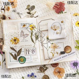 pet���ܻ����N���� DIY�ֹ������֎��b�͸����ˮֲ��˺����~
