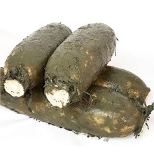 糯米藕藕洪湖藕新鲜莲藕九孔散装粉藕现默认煲汤湖北粉挖项莲藕