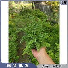 吸水石植物上水石假山绿植水陆缸雨林缸生态缸造景苔藓微景观材料