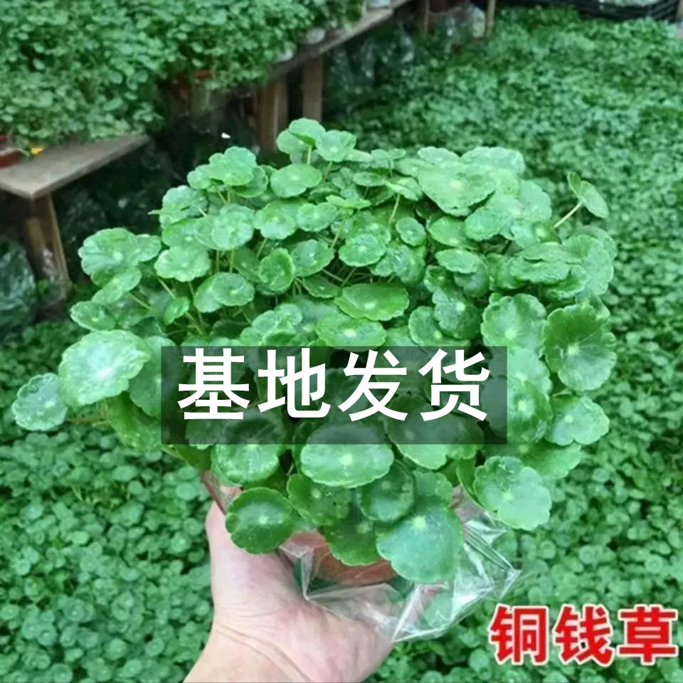 Зеленое растение «Дендробиум» в горшке, выращивание в почве и гидропонике, простое в уходе растение для домашнего садоводства, цветок «Дендробиум», растение в горшке, «Счастливый бамбук»