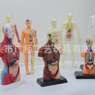 Human Model Toy Human Internal Organs Skeleton DIY Teaching Set Teaching Human Model