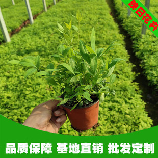 �������������������l�G�������ͺ����������������ݻ��ܻ���