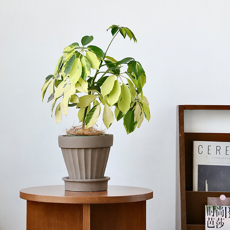 European style Roman column flowerpot creative stoneware breathable green plant cement pottery pot black European style living room table with tray