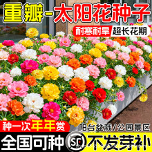 重瓣太阳花种子耐寒四季播种花种籽子混色易活室内外观花卉植物苗