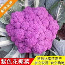 ��ɫ��Ҭ�˷N���ɻ��˷N����ɫ���˷N���m���N��ԭ�b�߲˷N�Ӵ�ȫ