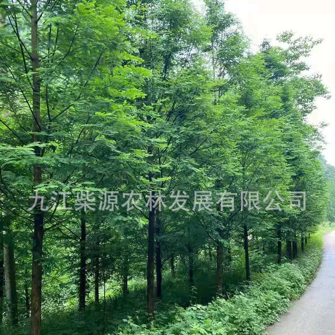 Продажа Metasequoia 5cm оптовая цена 28-38 юаней Henan Metasequoia Hebei Metasequoia Wuhan Metasequoia Jiujiang Metasequoia