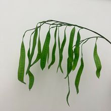 �¿�����c�Gֲ�b���Ȼϵ�ٻ�ɭϵ��Y�üҾ��b߼��G�~����