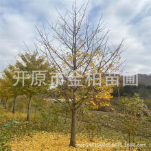 东北银杏树高档小区庭院苗木辽宁银杏树苗工程大乔木批发