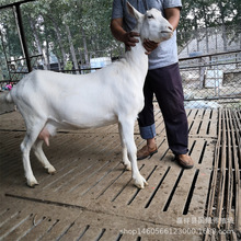 ��ɽ����wɯ����ɽ���P����ɽ��߮aĸ���Bֳ��ɽ��