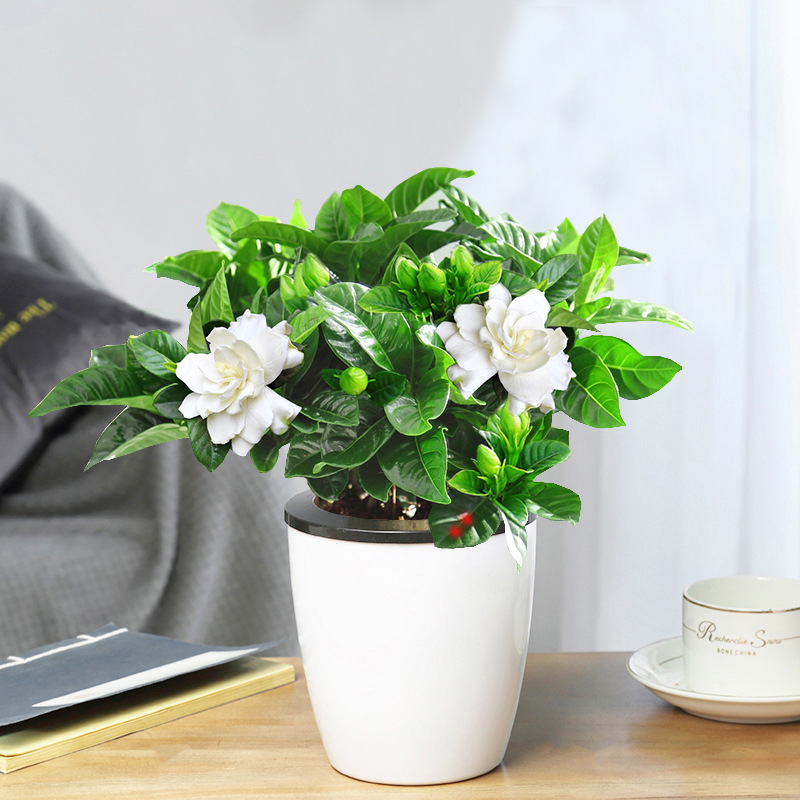 [일반모델] 치자나무 1개 + 자동흡수대 + 영양비료