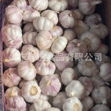 6.5cm7.0厘米大规格红蒜 保鲜大蒜头 新季大蒜出口巴西南美garlic
