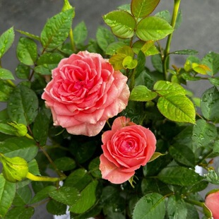 �ɶ������̨�¼� �������������^ �������ļ��_�̨ͥԺ�҃ȚW��