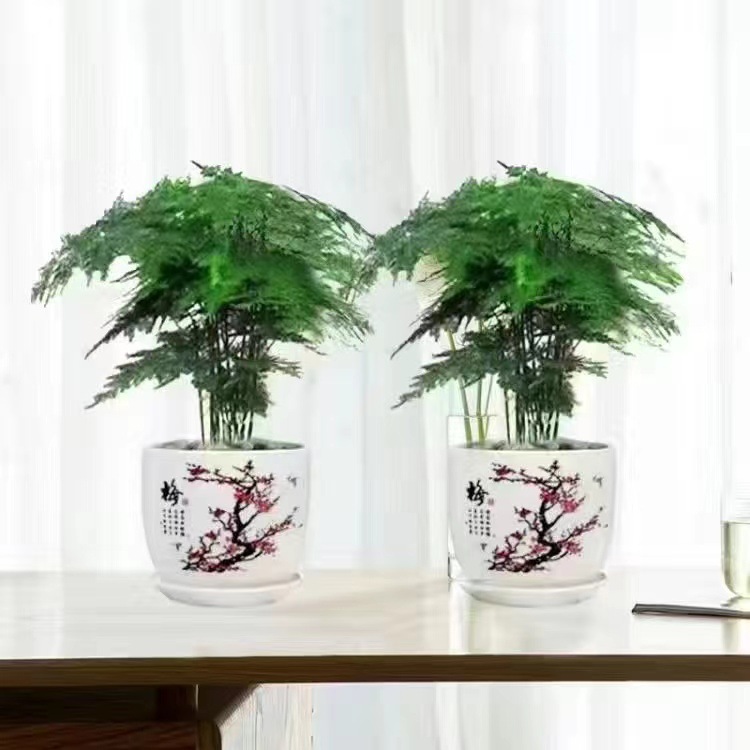 Planta decorativa de bambú en botella de vidrio, hidroponía con pino y nubes, ideal para sala de estar u oficina image 10
