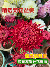 �ջ����Ԏ������҃��⻨����¾�ǧ�^���r���ļ��_����ջ���ֲ��