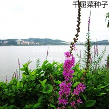 ɢ�bǧ���˷N��ˮ��ˮ֦��ˮ�����~ɏˮ���@���쾰ֲ��ͥԺ