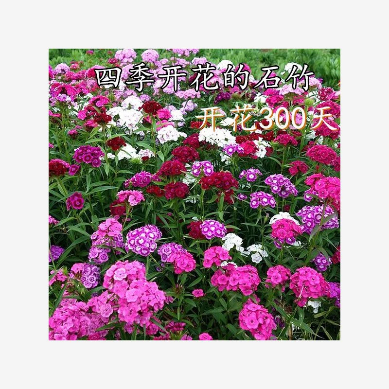 Семена цветных цветов диантуса, семена цветов европейского диантуса, всхожесть и цветение в четыре сезона, устойчивые к холоду, семена американского многолетнего диантуса