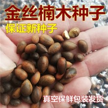 基地批发金丝楠木树种子四川小叶楠种子细叶金丝楠籽桢楠雅楠种子