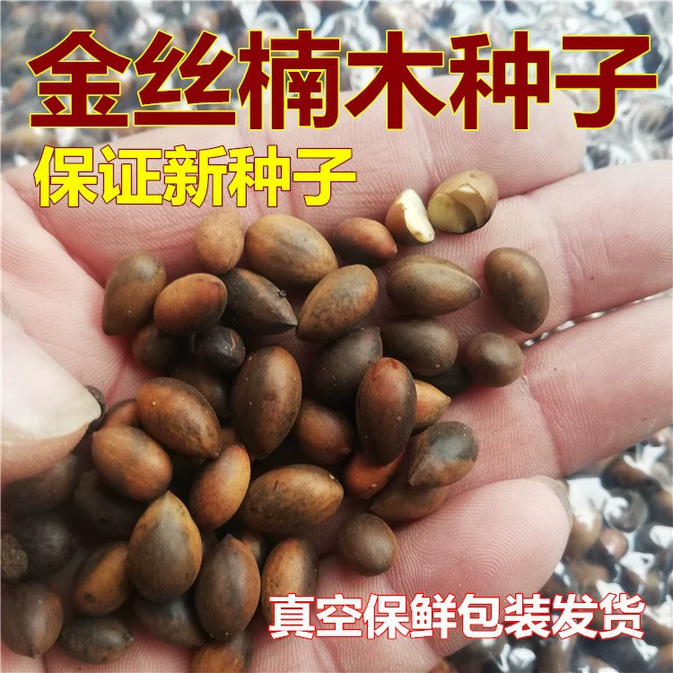 База Оптовая Золотой Наньму семена дерева Сычуань мелкий лист семена Нанань мелкие семена Нанань семена Чжэннань Янань семена